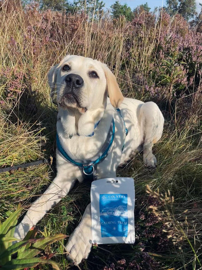Calming - Duck & Lavender-Dog Treats