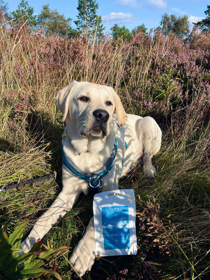 Calming - Duck & Lavender-Dog Treats
