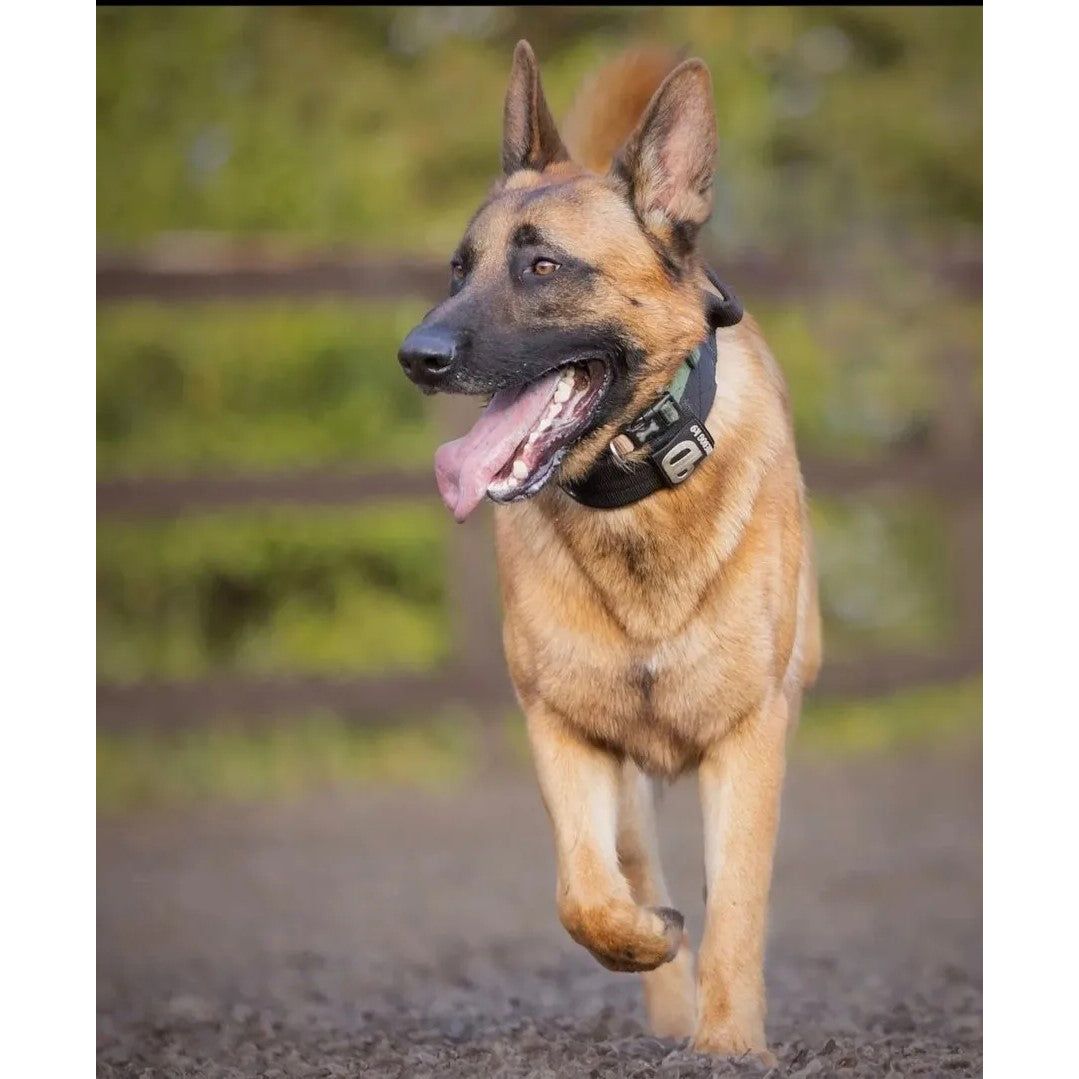 7cm Sport Collar Black