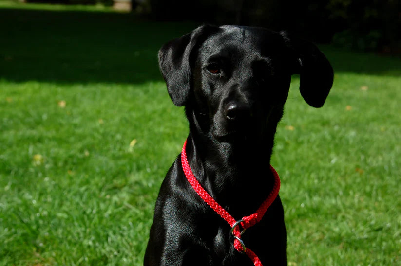 ProTrain™ Essentials Braided Slip Lead | Soft Rope Dog Training Lead with Figure of Eight Option