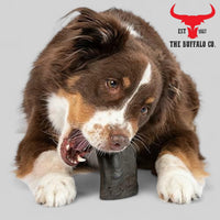 Buffalo Horn-Large (6-8 inch)-Dog Treats