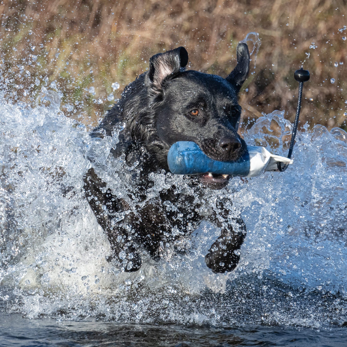 Flinger Mid Sized Marking Dummy By Laura Hill.