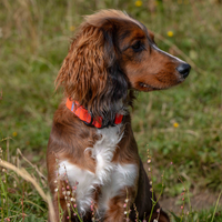 Rufus Dog Collar - Orange
