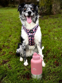 Fido's Trails 3-in-1 Water Bottle with Detachable Bowls – For Dogs & Owners, 1 Litre Rosewood