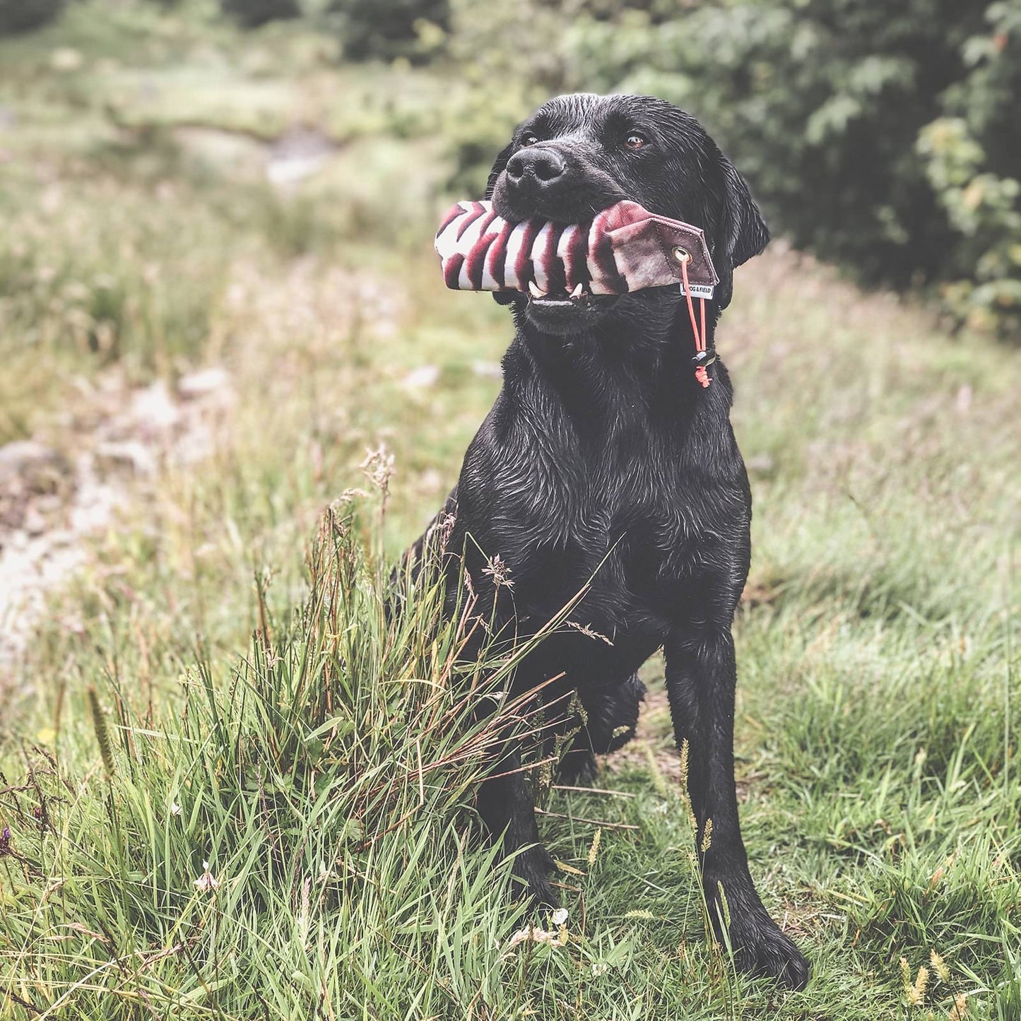 Partridge 1/2lb Dummy