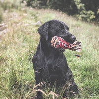 Cock Pheasant 1lb Dummy
