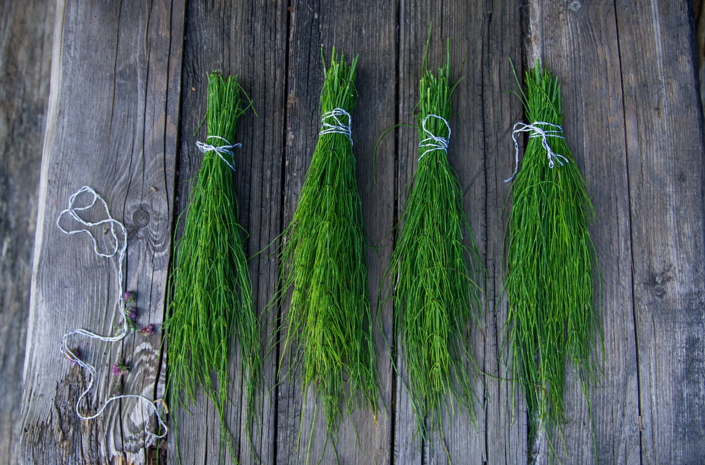 Scottish Salmon-Dry Dog Food