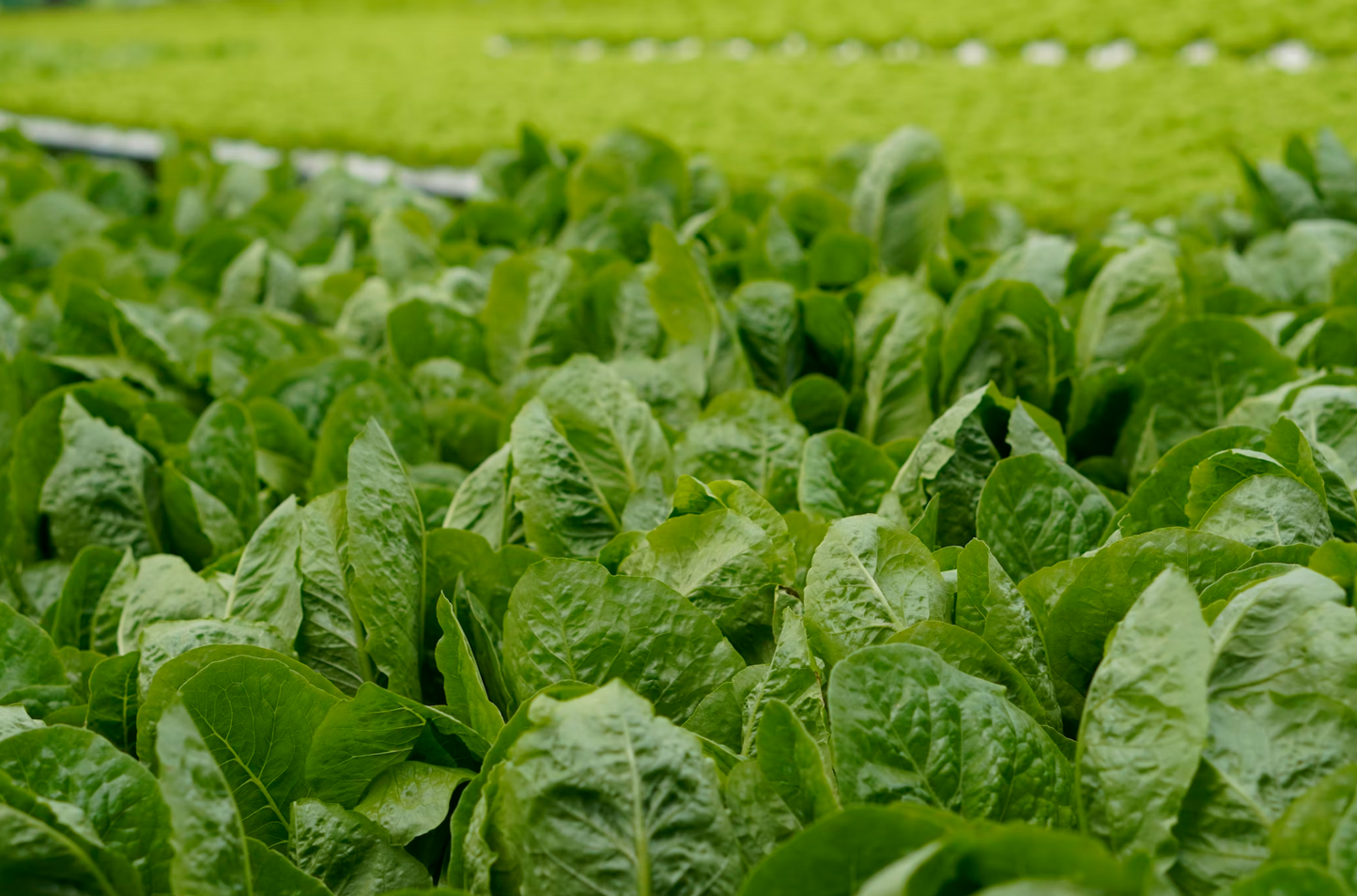 Scottish Salmon-Dry Dog Food