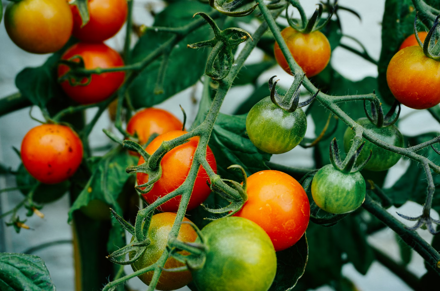 Scottish Salmon-Dry Dog Food