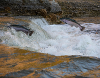 Scottish Salmon-Dry Dog Food