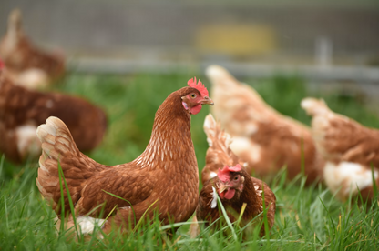 British Free Range Chicken