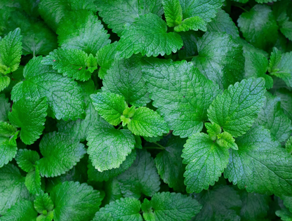 British Grass Fed Lamb-Dry Dog Food