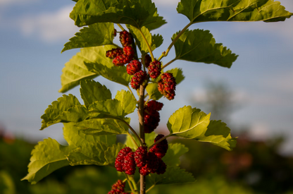 British Grass Fed Lamb-Dry Dog Food