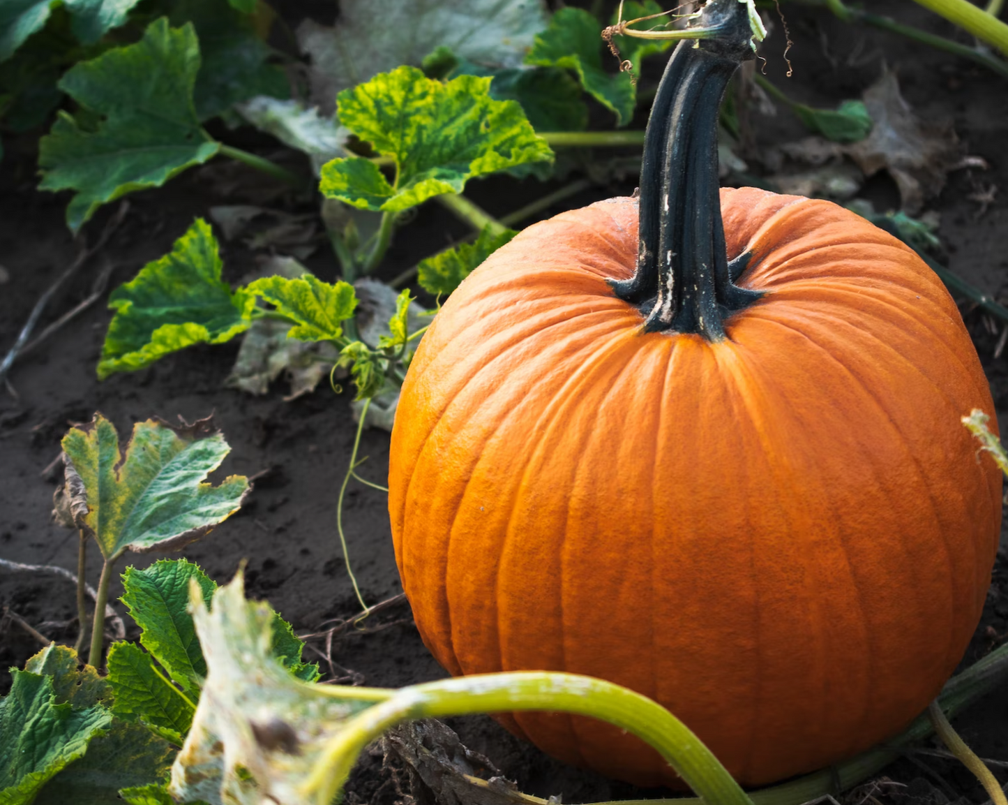 Turkey & Pork-Dry Dog Food