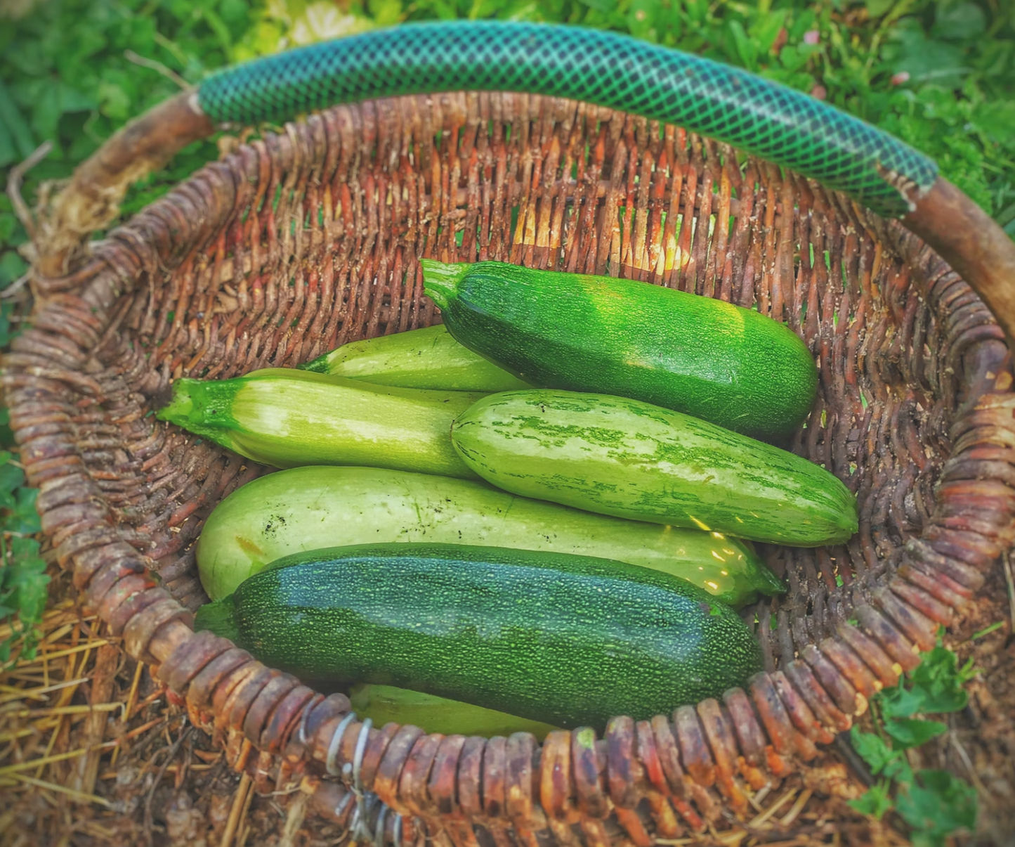 Turkey & Pork-Dry Dog Food