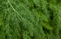 Puppy - Scottish Salmon-Dry Dog Food