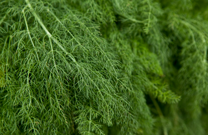 Puppy - Scottish Salmon-Dry Dog Food