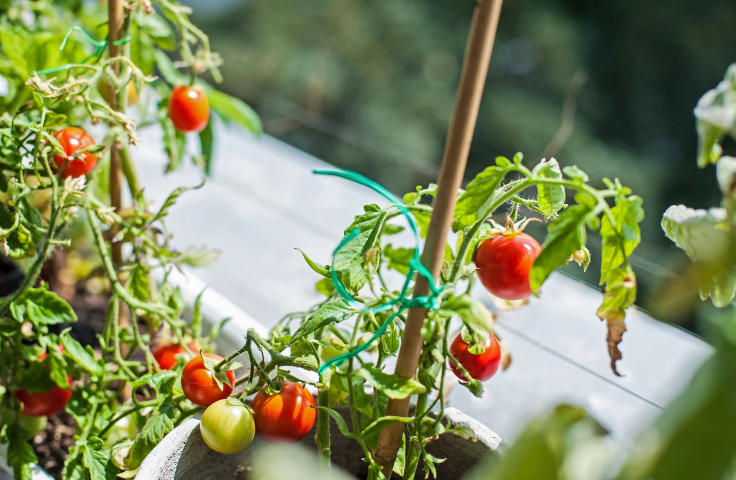 Puppy - Scottish Salmon-Dry Dog Food