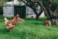 Chicken & Rice - Premium-Dry Dog Food