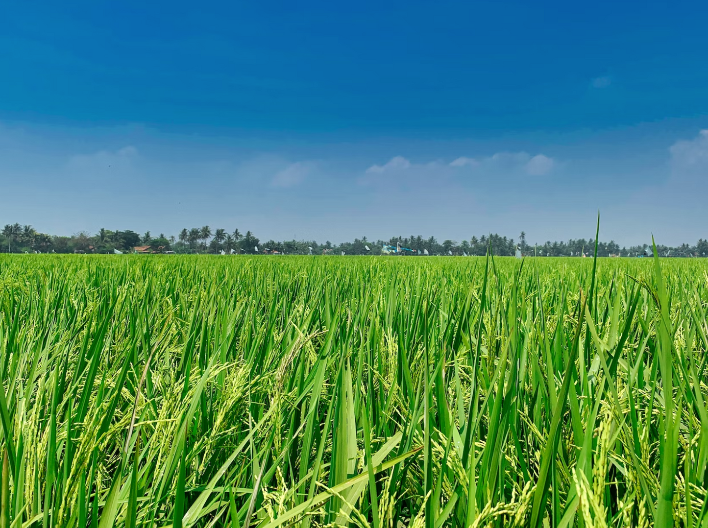 Lamb & Rice - Premium-Dry Dog Food