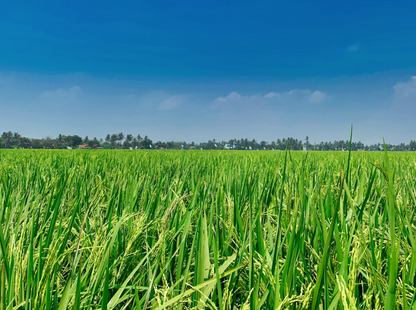 Lamb & Rice - Premium-Dry Dog Food