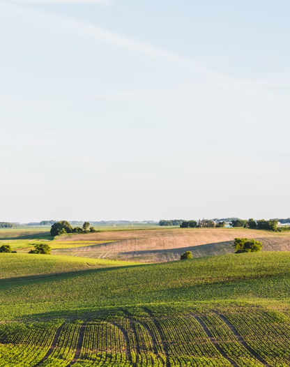 Turkey & Rice - Premium