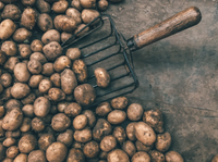 Salmon & Potato - Premium-Dry Dog Food
