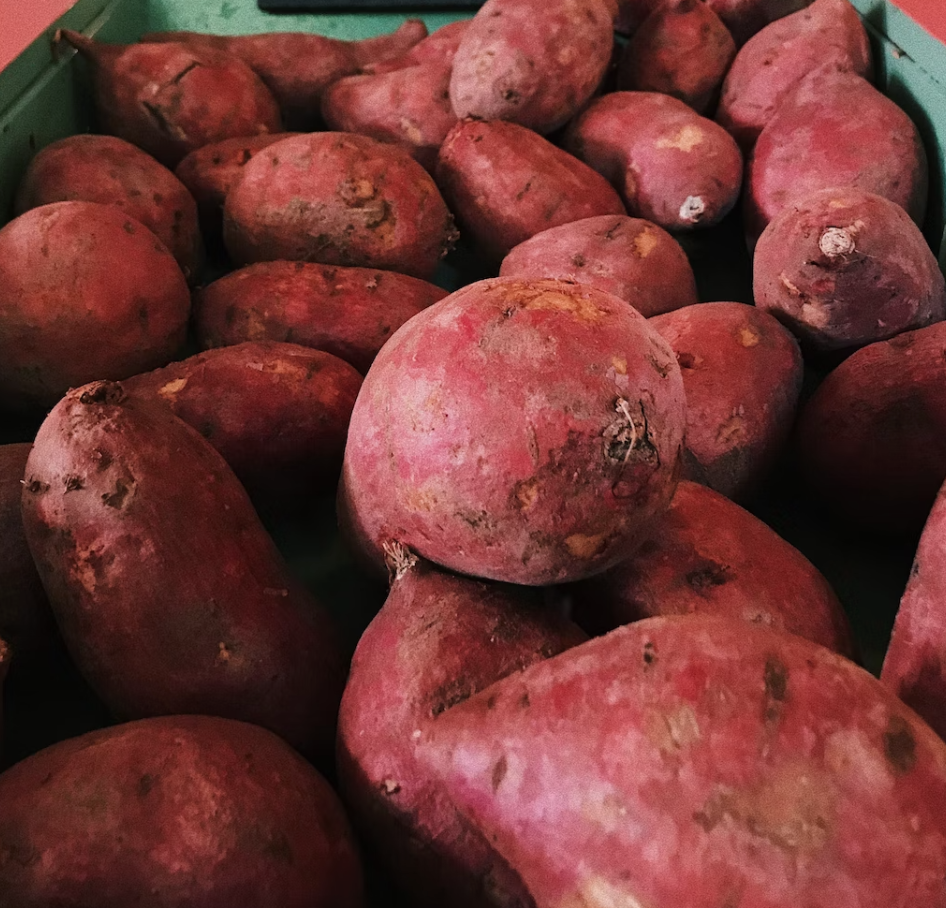 Chicken & Sweet Potato-Dry Dog Food