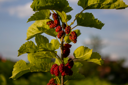 Venison & Mulberry-Dry Dog Food