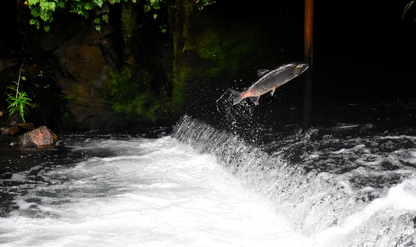 Tuna & Broccoli-Dry Dog Food