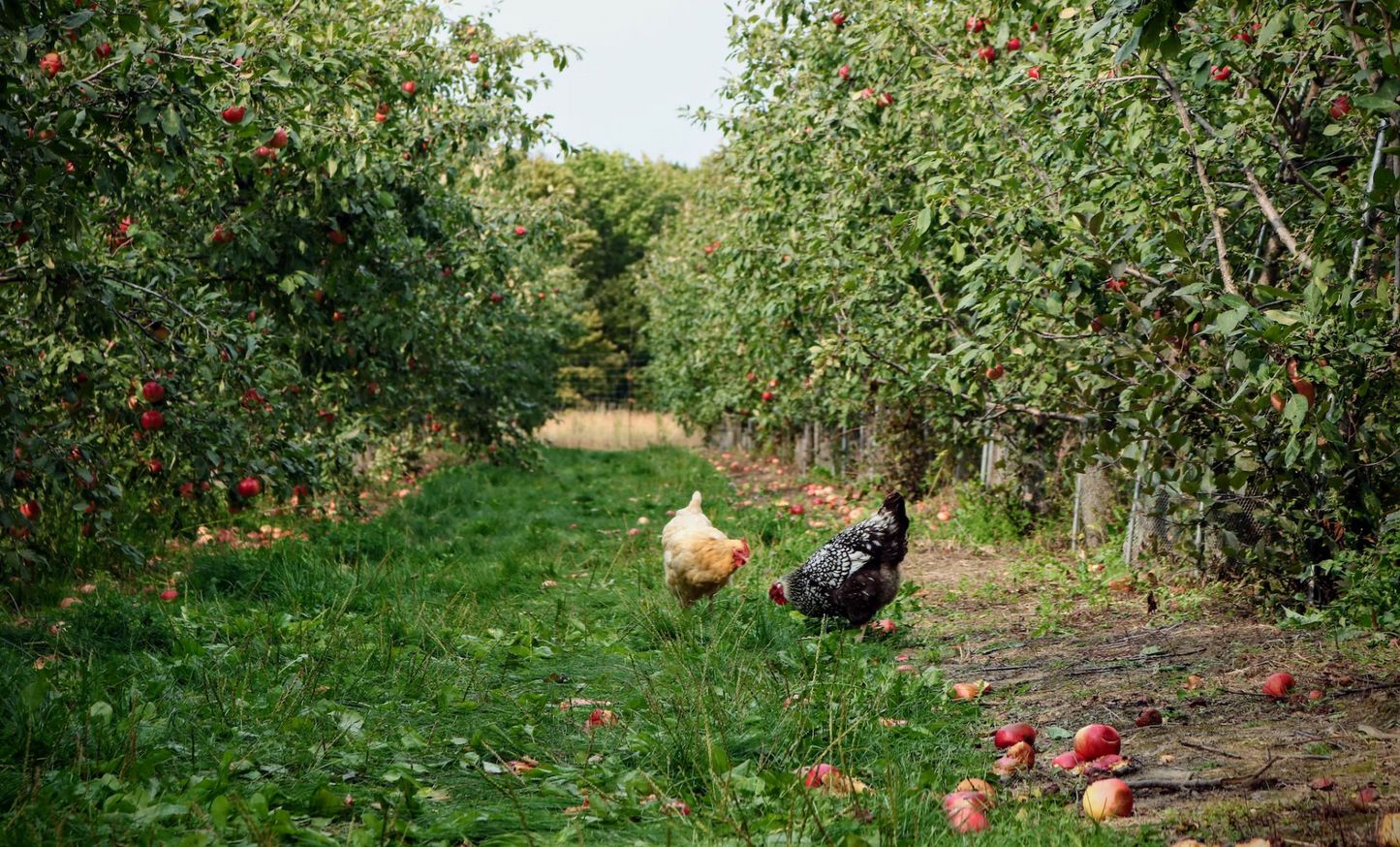 Chicken & Sweet Potato-Dry Dog Food