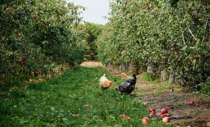 Chicken & Sweet Potato-Dry Dog Food