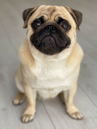 Chicken & Sweet Potato-Dry Dog Food