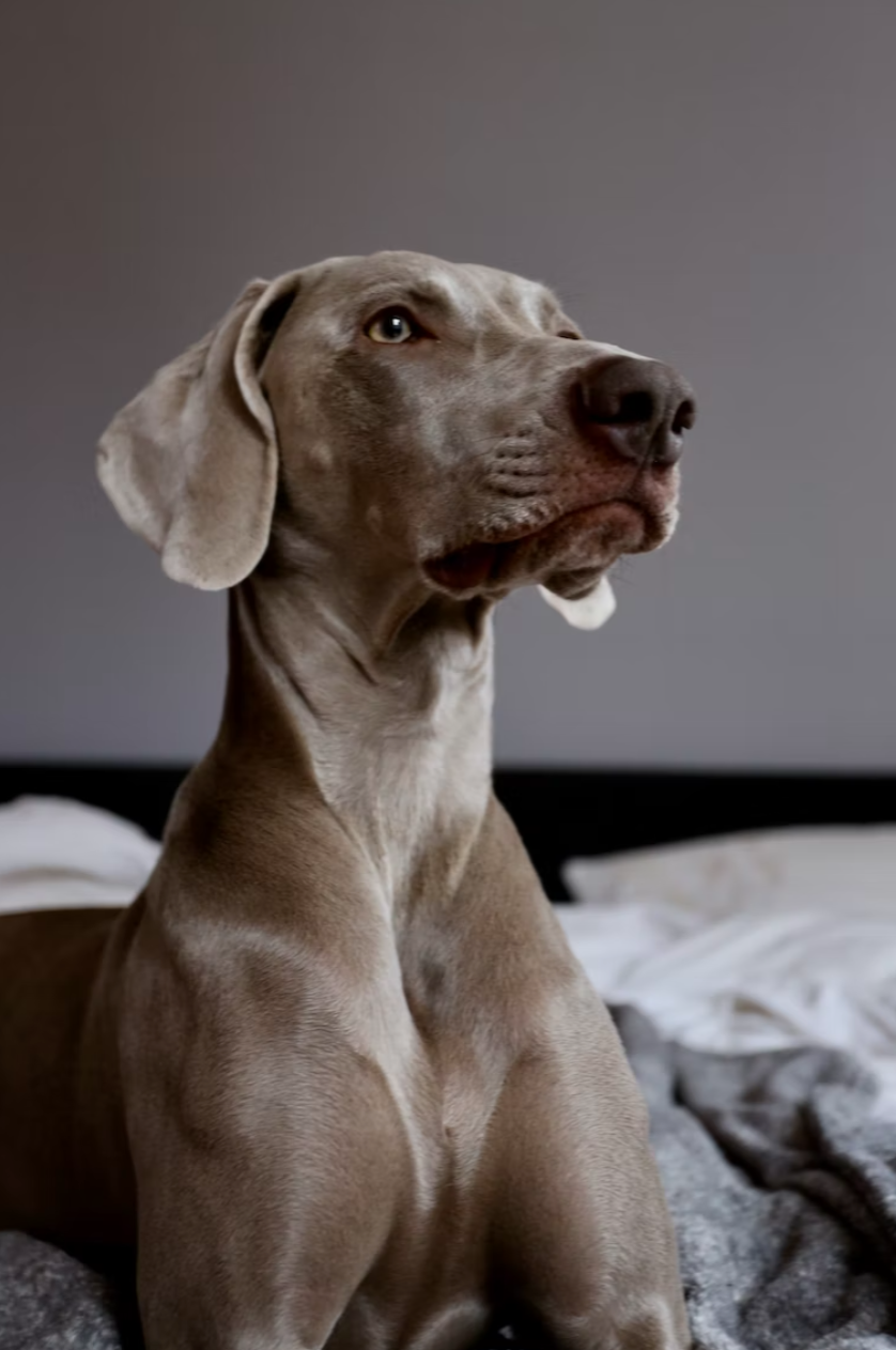 Chicken & Sweet Potato-Dry Dog Food