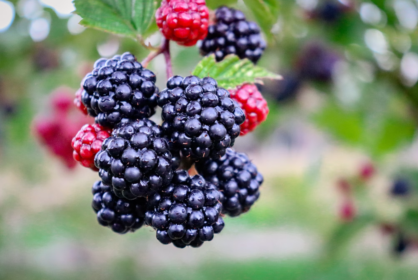 Rabbit & Blackberry-Dry Dog Food