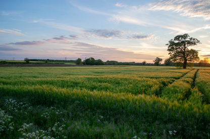 Lamb & Mint-Dry Dog Food