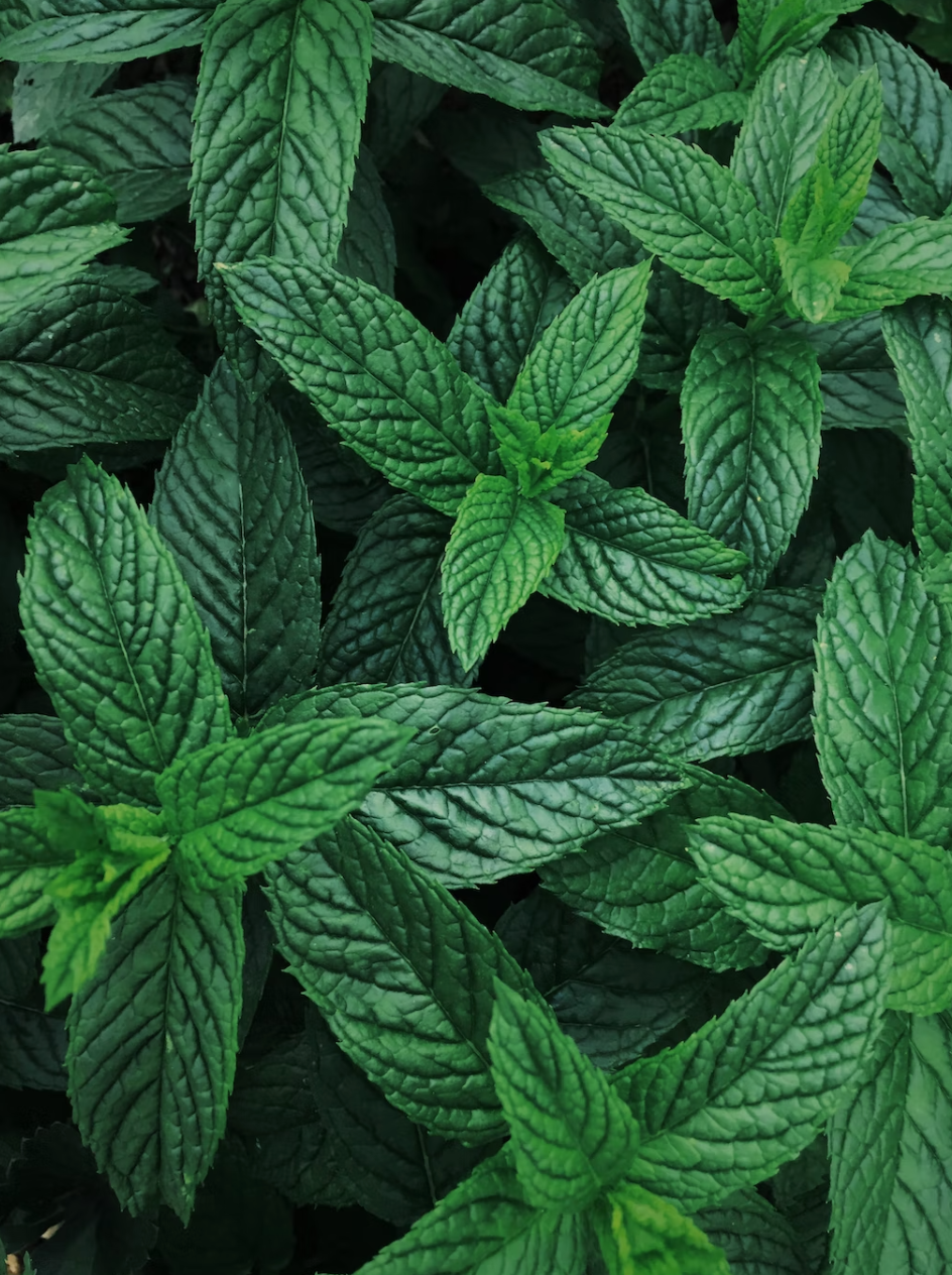 Lamb & Mint-Dry Dog Food