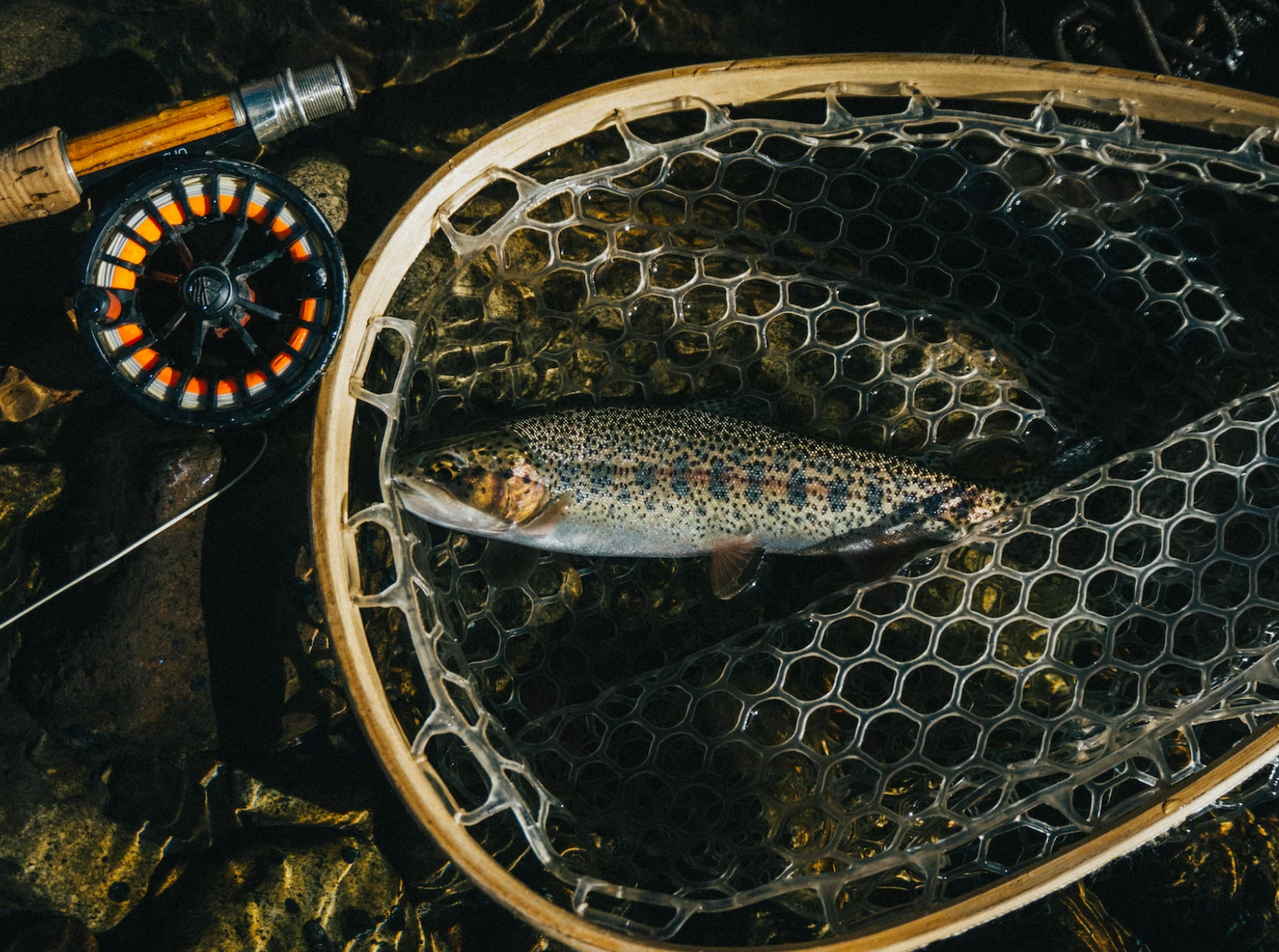 White Fish & Rice - Premium-Dry Dog Food