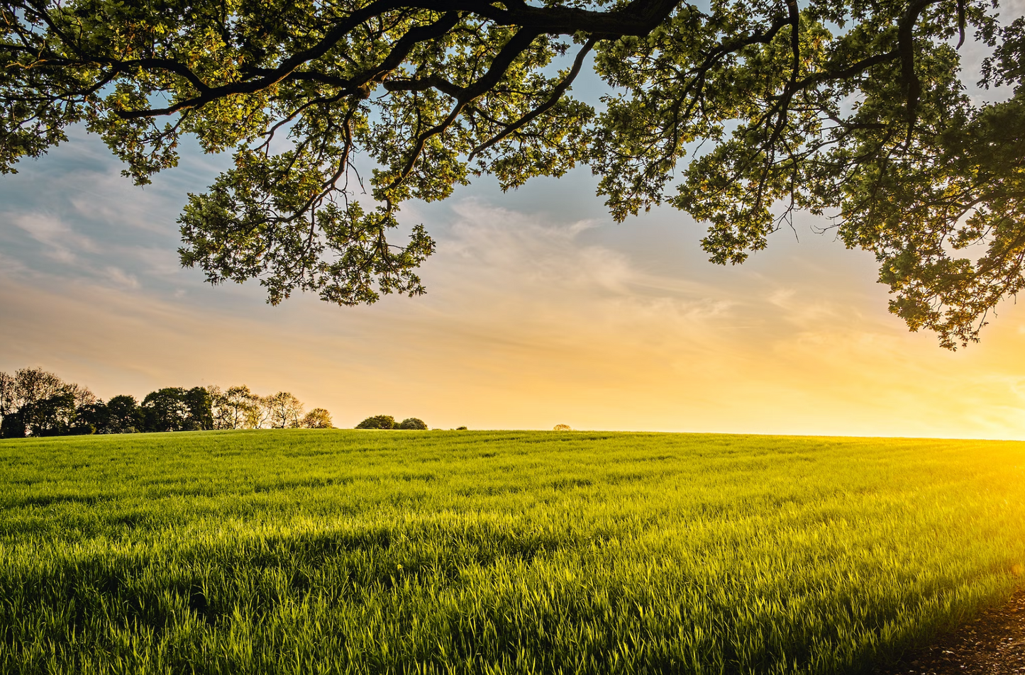 Chicken, Duck & Turkey-Dry Dog Food