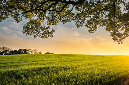 Chicken, Duck & Turkey-Dry Dog Food