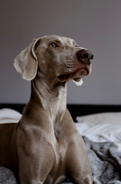 Skin & Coat Boost Chicken-Dog Treats