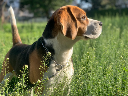Digestive Meaty Duck-Dog Treat