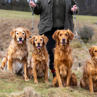 Sporting Saint Field Trial Pro Brace Set — Two-Dog Slip Lead for Competition & Training