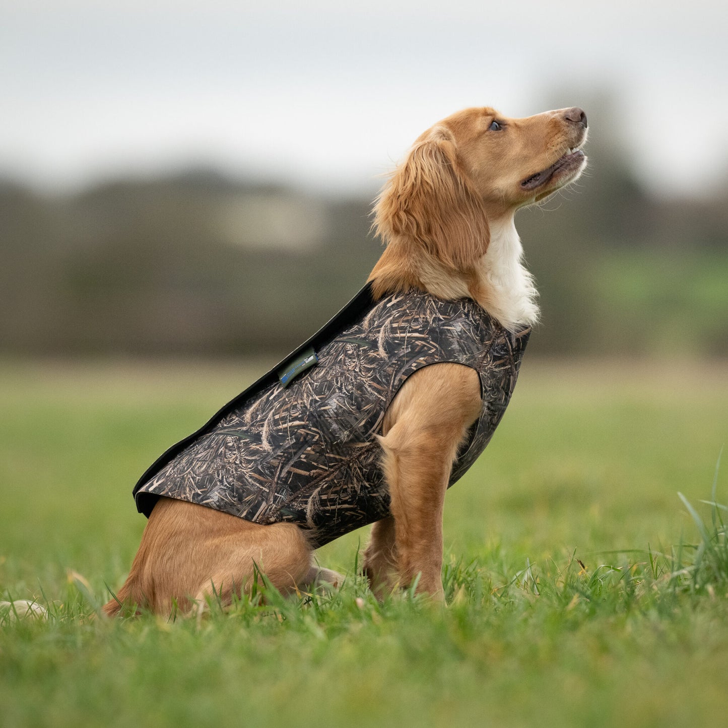 Neoprene Dog Vest.