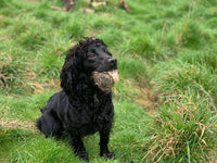 Labrador retrieving BG Rabbit Scent Ball — Ben Randall Beggarbush Gundogs training