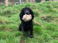 Labrador retrieving BG Rabbit Fur Marking Ball — advanced gundog marking training