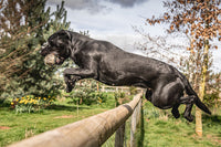 Gundog jumping to retrieve BG Rabbit Fur Distance Ball — scent and marking practice