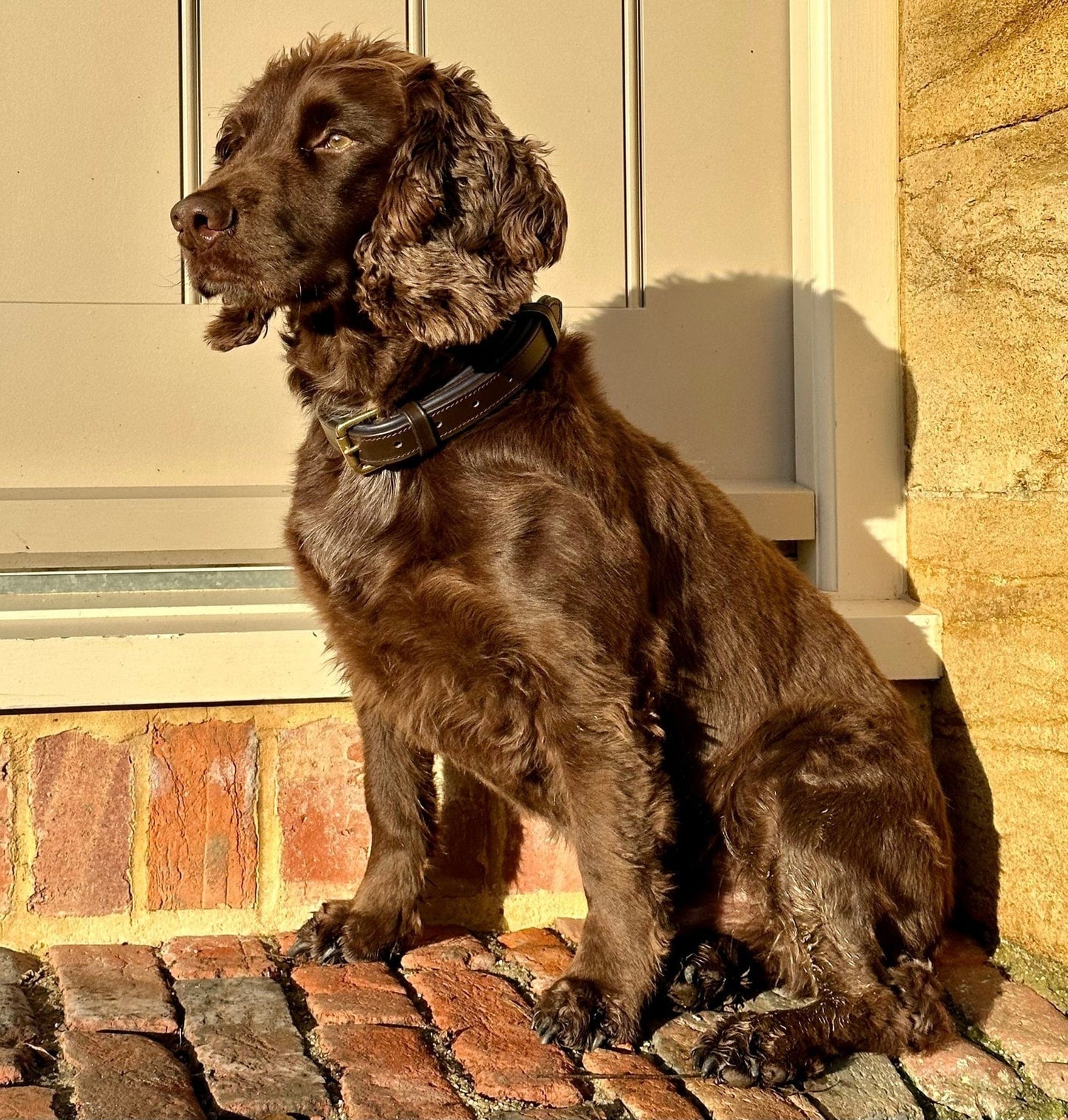 Deluxe Padded Leather Dog Collar