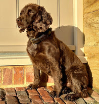 Deluxe Padded Leather Dog Collar