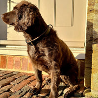 Deluxe Padded Leather Dog Collar